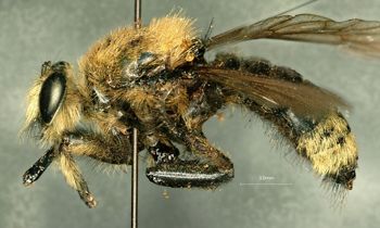 Media type: image;   Entomology 13479 Description: Specimen documentation photo of habitus lateral viewfrom specimen MCZ:Ent:13479, captured on2025-05-14;  Aspect: habitus lateral view
